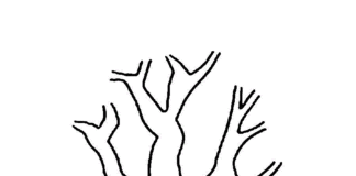 livre de coloriage d'arbres vierge à imprimer