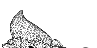 printable stingray coloring book