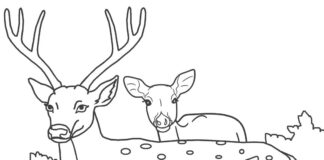 deer family in the glade coloring book to print