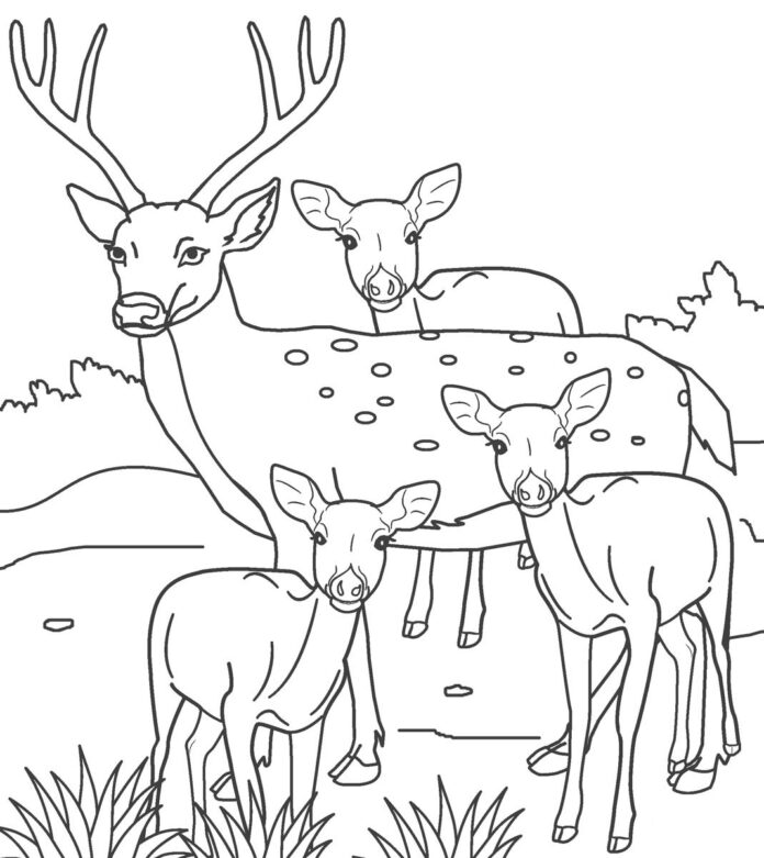 en familie af hjorte i en lysning, som kan udskrives som malebog