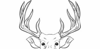 cornes et tête d'un cerf livre de coloriage à imprimer