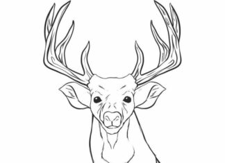 corna e testa di un cervo da colorare libro da stampare