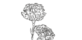 growing carnations coloring book to print