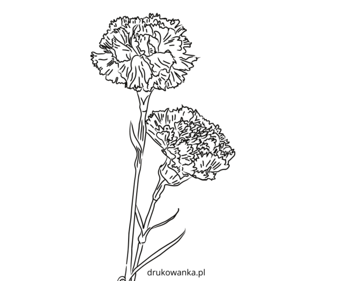 growing carnations coloring book to print