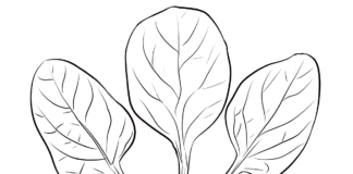 rostoucí špenát omalovánky k vytisknutí