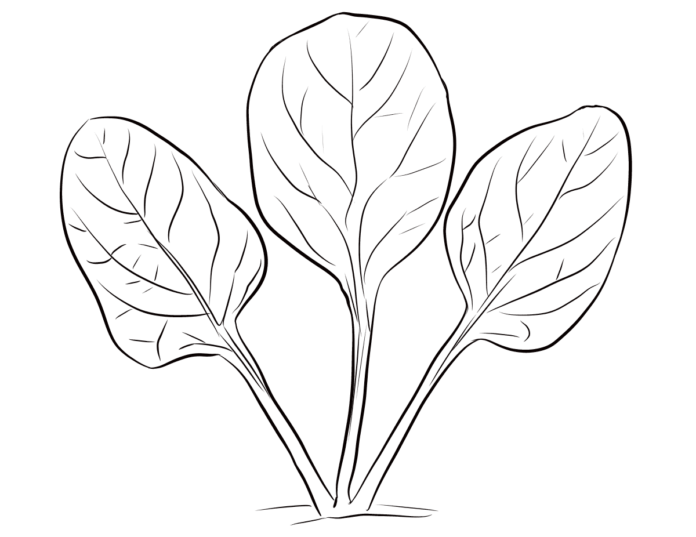 growing spinach coloring book to print