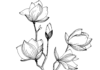 magnolias in bloom färgbok att skriva ut