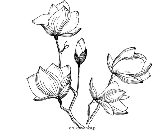 hoja para colorear de magnolias en flor para imprimir