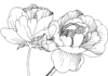 peonies in bloom coloring book to print