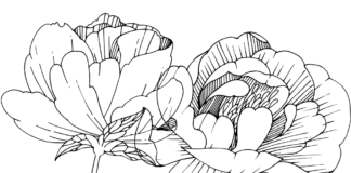 peonies in bloom coloring book to print