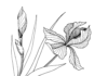 iris i blom - en målarbok som kan skrivas ut