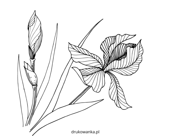 iris i blom - en målarbok som kan skrivas ut