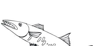 barracuda fish coloring book to print