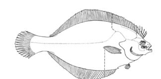 fish flounder coloring book to print