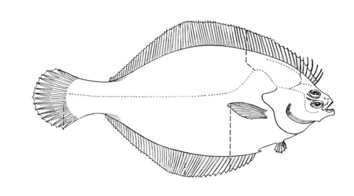 fish flounder coloring book to print