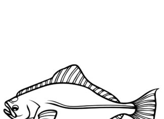 halibut ryby omalovánky k vytisknutí