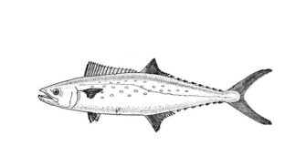 ryba makrela kolorowanka do drukowania