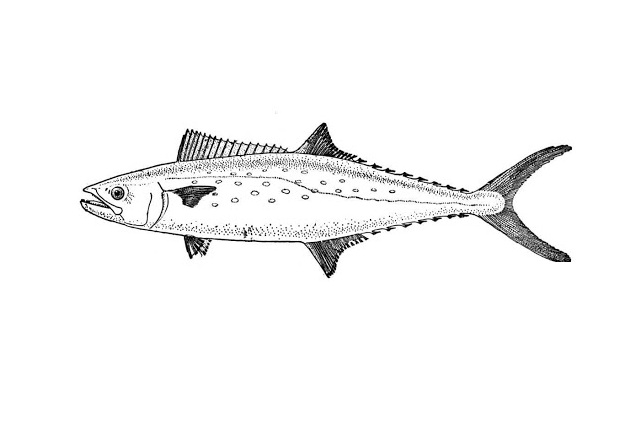mackerel fish coloring book to print