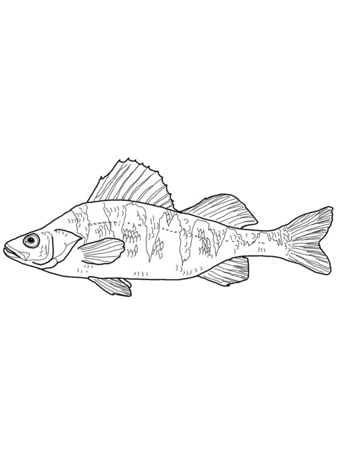 fish perch coloring book to print
