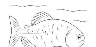 piranha fish coloring book to print