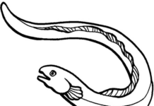 魚のウナギの塗り絵の印刷