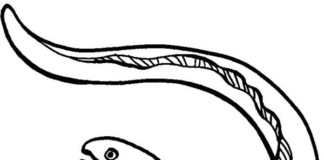 fish eel coloring book to print