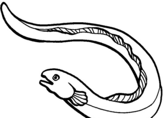 fish eel coloring book to print