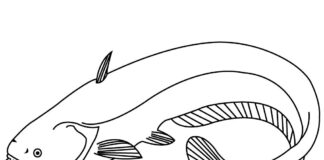 fish catfish coloring book to print