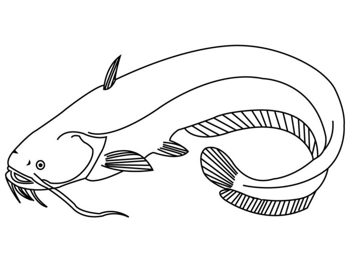 魚ナマズ塗り絵印刷