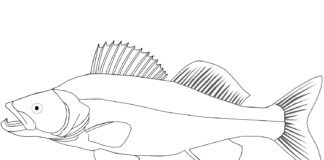 zander fish coloring book to print