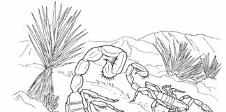 livre de coloriage sur les scorpions du désert à imprimer