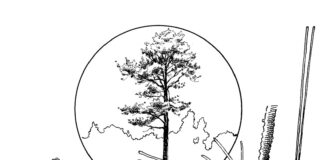 pine tree coloring book to print