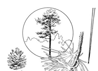 pine tree coloring book to print