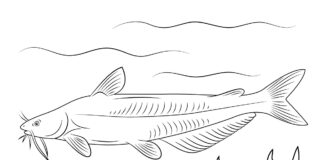 catfish underwater coloring book to print