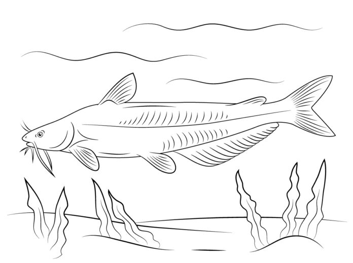 catfish underwater coloring book to print