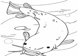 catfish hunts for fish coloring book to print