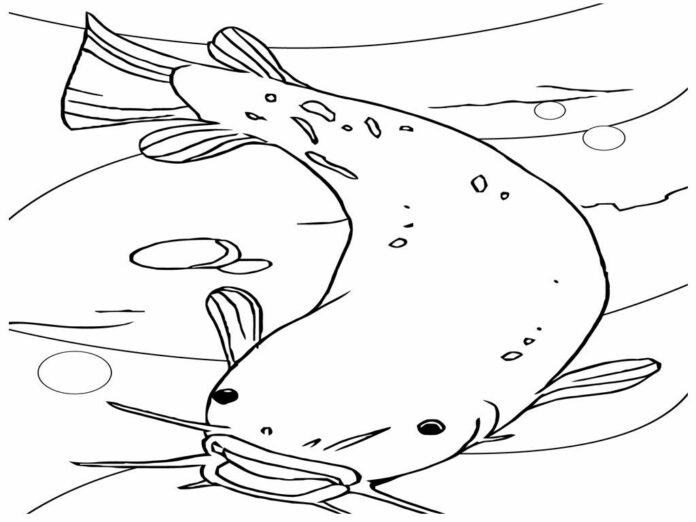 Fish hunting catfish coloring book to print and online
