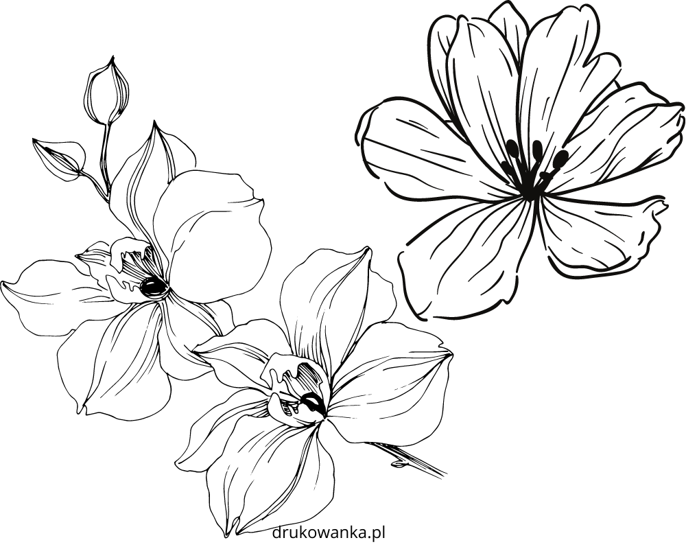 flower template coloring book to print
