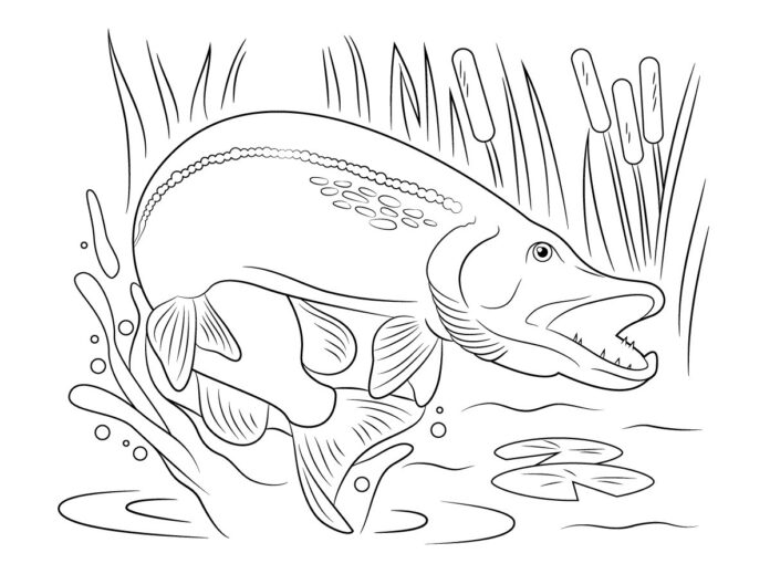 pike underwater coloring book to print