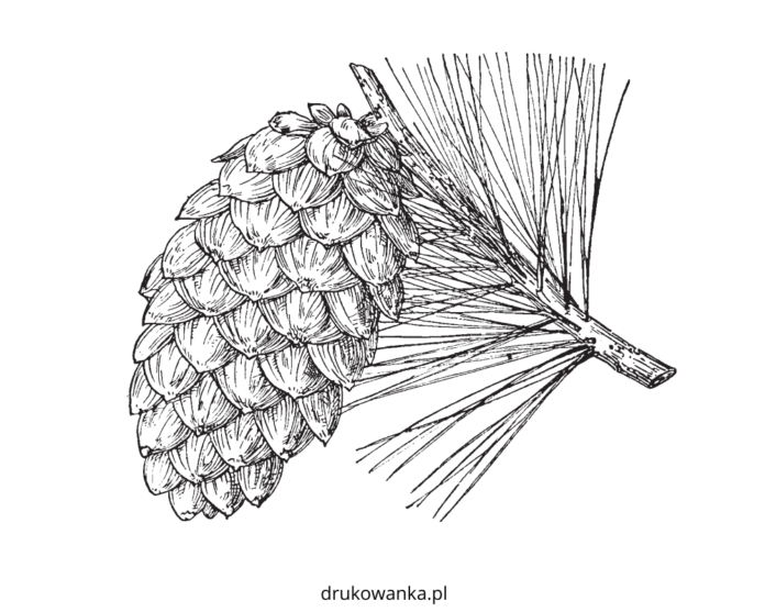 pine cone coloring book to print