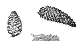 pinecones coloring book to print