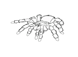 tarantula coloring book to print