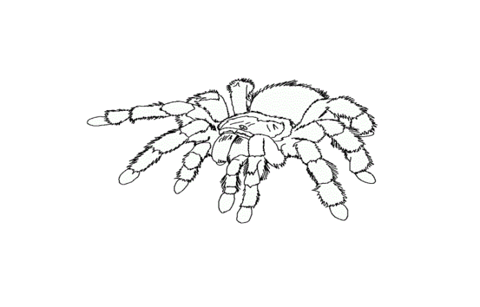 tarantula coloring book to print