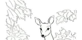 three deer coloring book to print