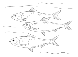 three salmon coloring book to print