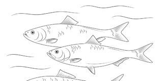 three herrings coloring book to print