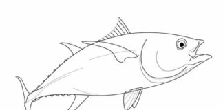 tuna fish coloring book to print