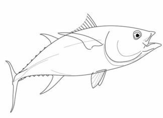 tuna fish coloring book to print