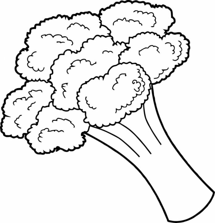 image imprimable du légume brocoli