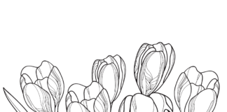 spring crocuses in the garden coloring book to print